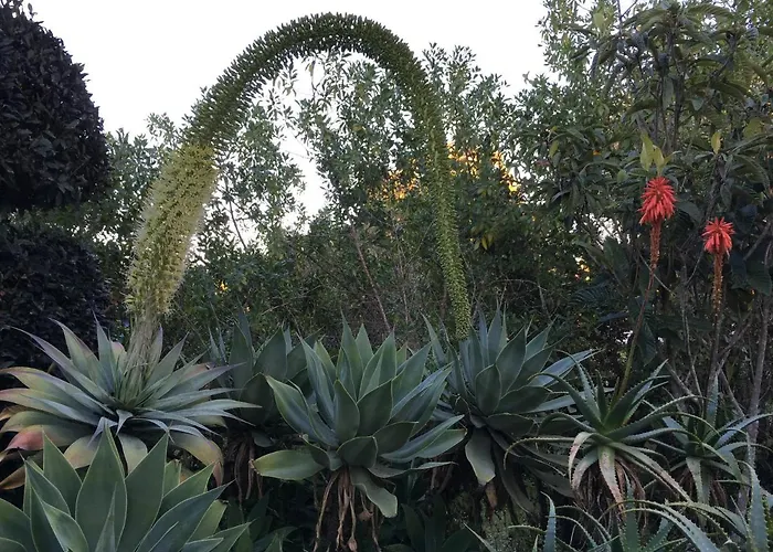 公寓 Casa As Gaivotas 卡武埃鲁