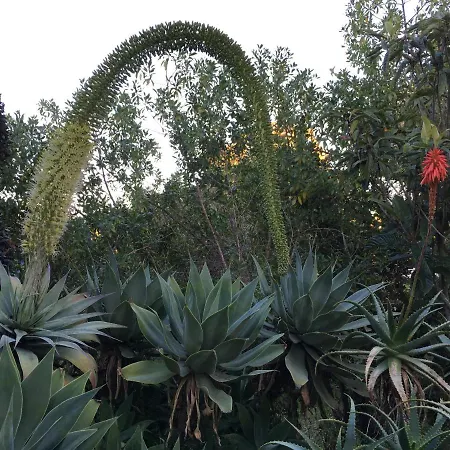 Appartement Casa As Gaivotas Carvoeiro (Lagoa)